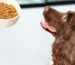 Comment choisir les meilleures croquettes pour votre chien au Maroc ?