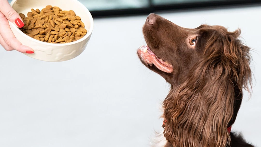 Comment choisir les meilleures croquettes pour votre chien au Maroc ?