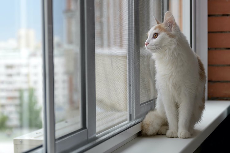 chat d'intérieur