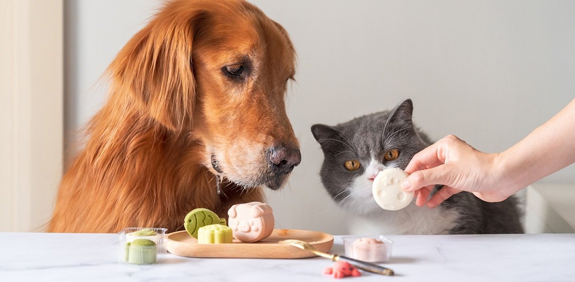allgerie alimentaire chat chien