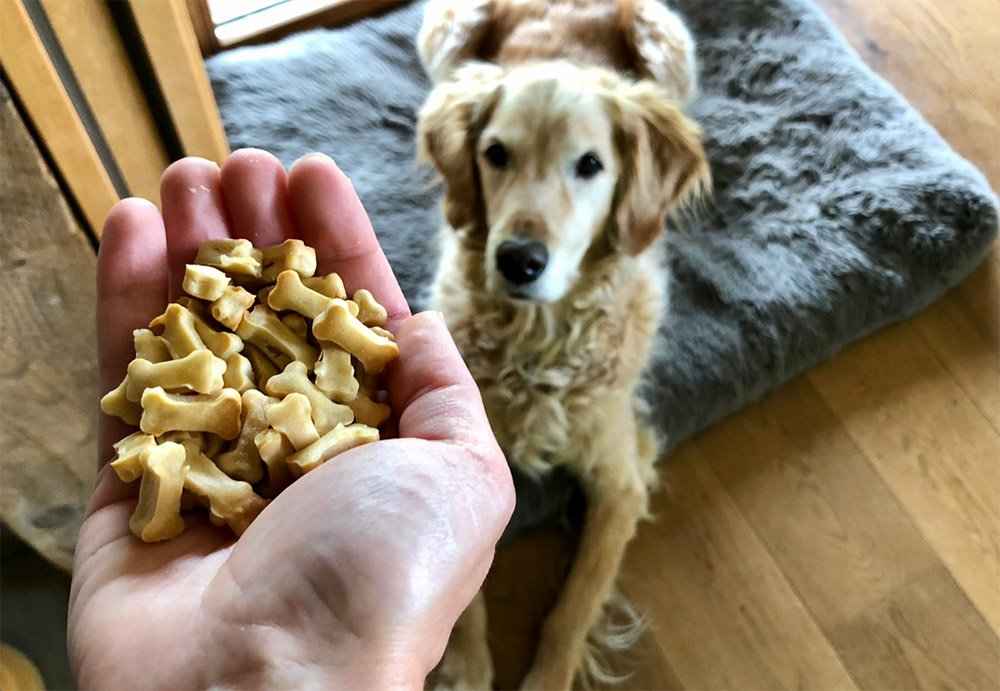 friandises chien