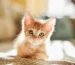 chaton