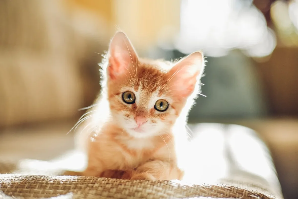 chaton