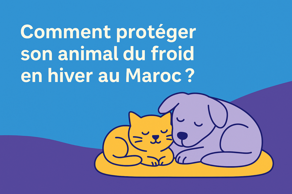 Comment protéger son animal du froid en hiver au Maroc ?